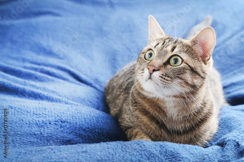 Beautiful cat lying on the blue plaid