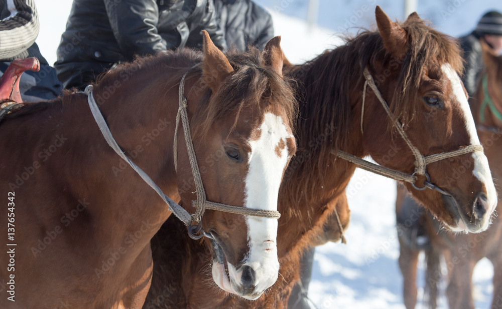 face horse on nature in winter