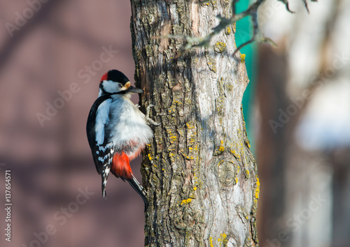 Woodpecker on his work