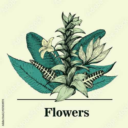 Hand drawn vector botany illustration. Vintage logo template.