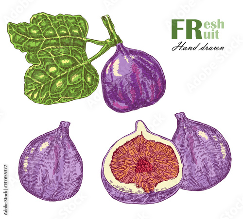 Fig plant isolated on white background. Fruit vector illustration sketch