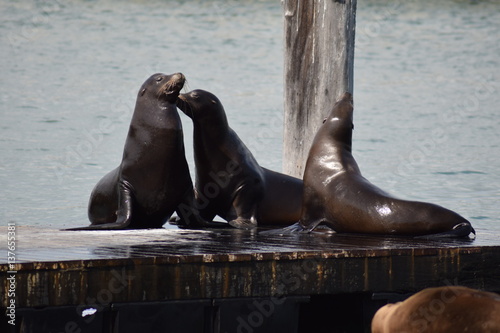 Seelöwe