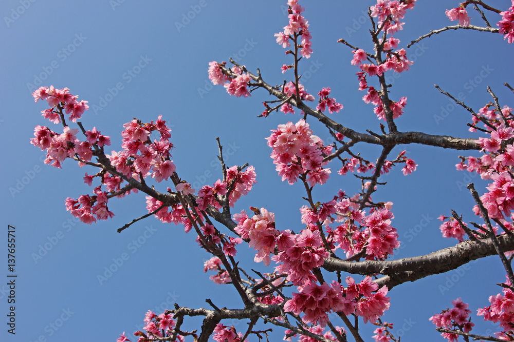 早咲きの桜 早咲きの桜
