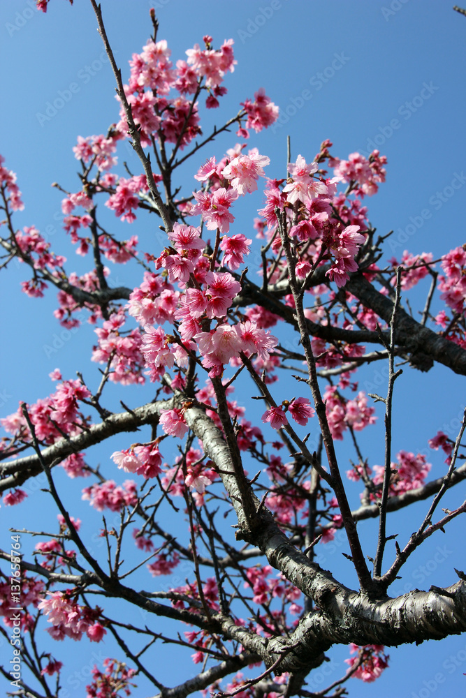 早咲きの桜