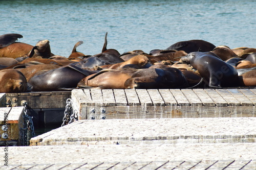 Seelöwe