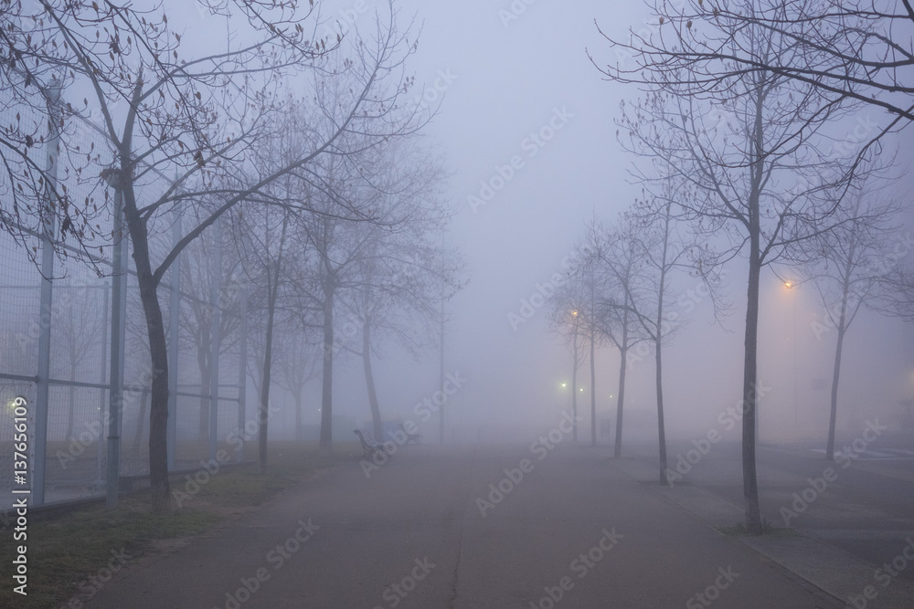 Foggy winter landscape on a urban park Foggy winter landscape on a urban park