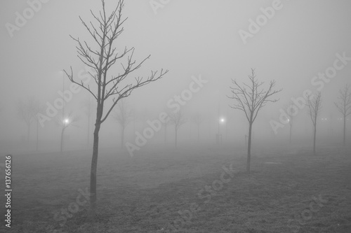 Fototapeta Perspective path made of leafless trees on a foggy winter cold frightening lands
