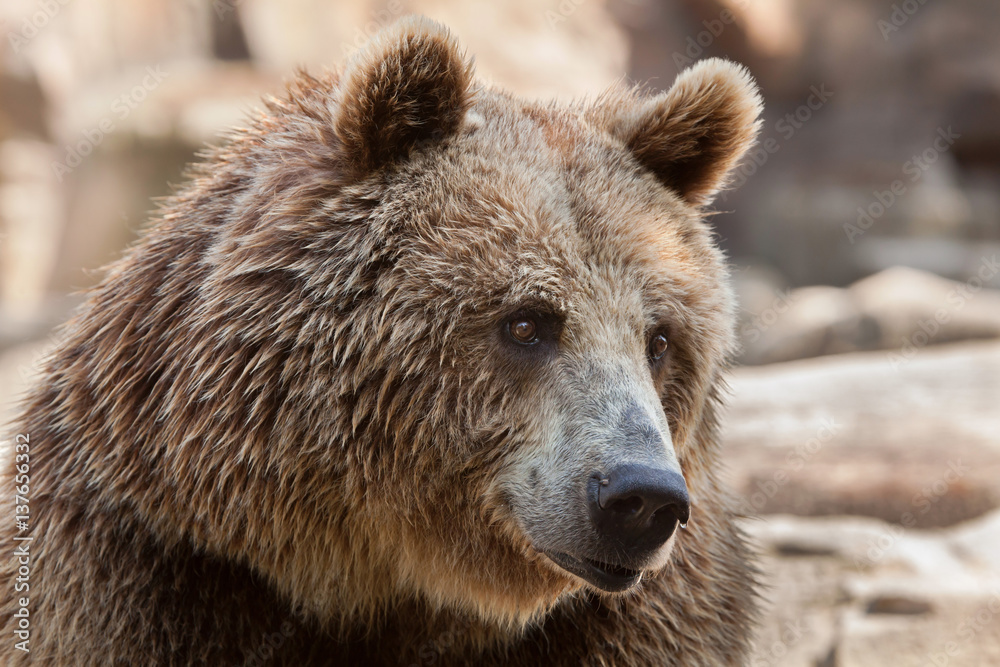 Eurasian brown bear (Ursus arctos arctos) Eurasian brown bear (Ursus arctos arctos)