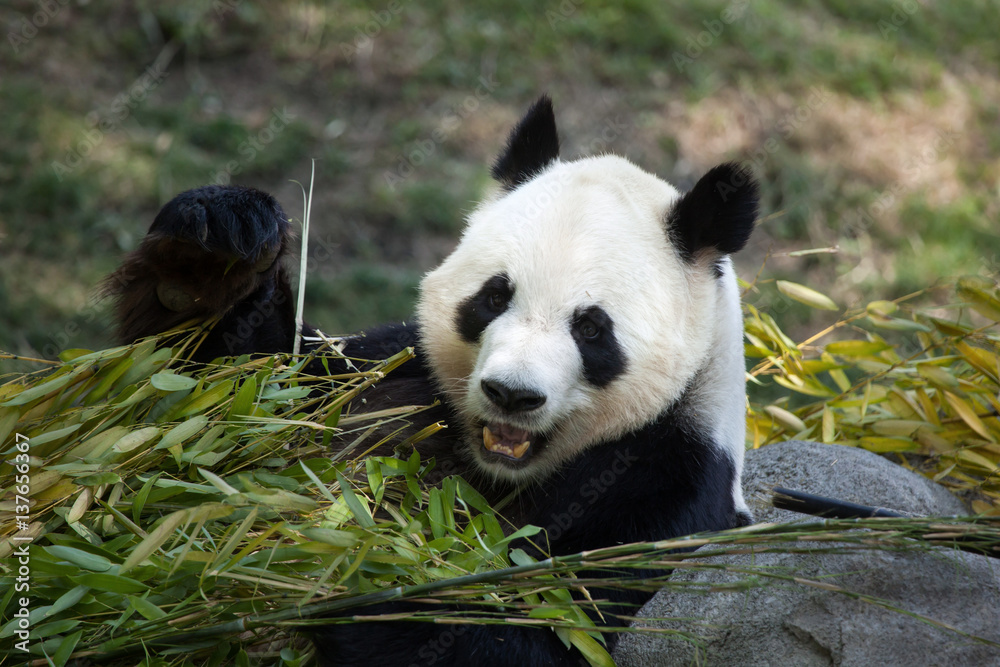 Fototapeta premium Giant panda (Ailuropoda melanoleuca).