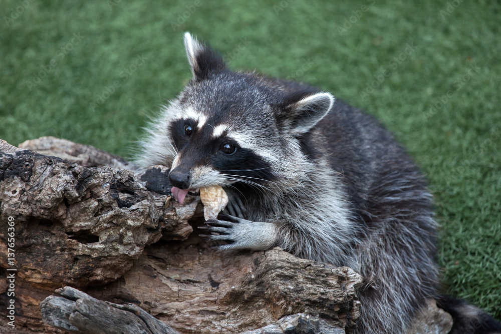 Obraz premium Raccoon (Procyon lotor)