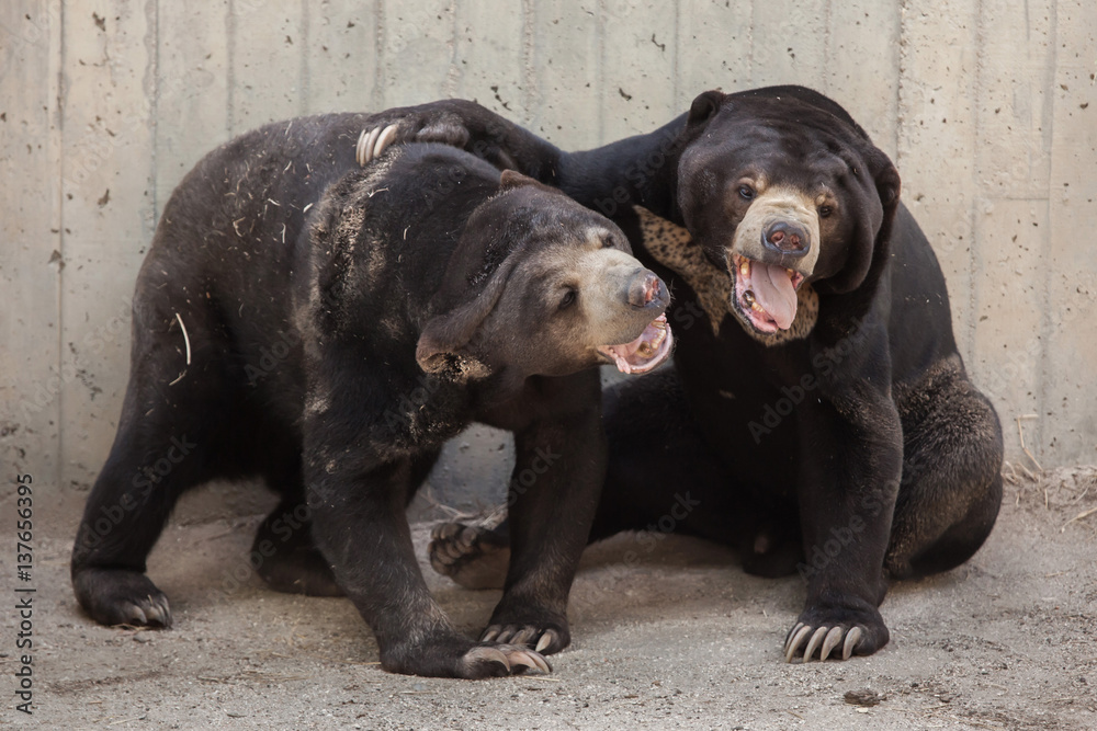 Malayan sun bear (Helarctos malayanus) Malayan sun bear (Helarctos malayanus)