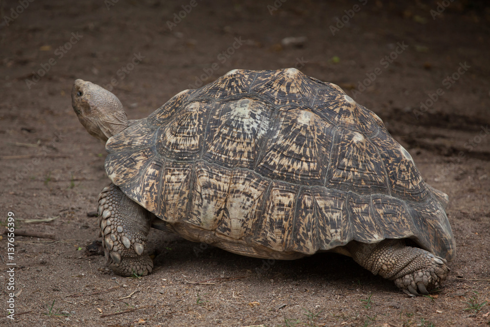 Obraz premium Leopard tortoise (Stigmochelys pardalis).
