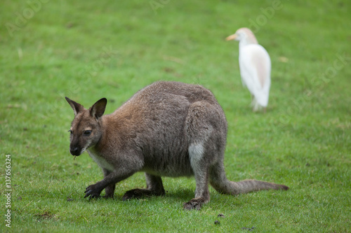Red-necked wallaby (Macropus rufogriseus)