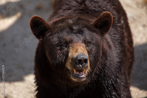 American black bear (Ursus americanus)