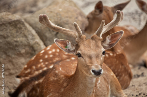 Fototapeta Naklejka Na Ścianę i Meble -  Fallow deer (Dama dama).