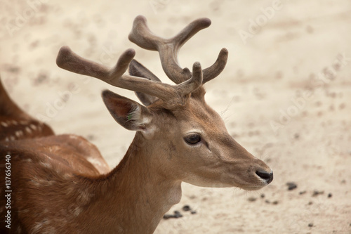 Fototapeta Naklejka Na Ścianę i Meble -  Fallow deer (Dama dama).