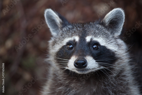 Fotografia Raccoon (Procyon lotor)