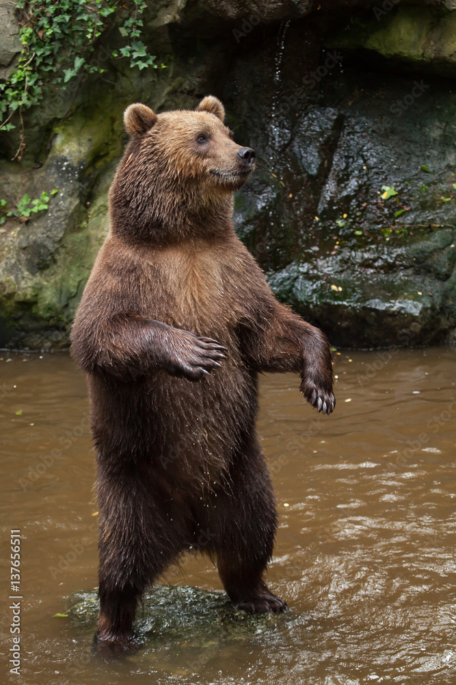 Fototapeta premium Kamchatka brown bear (Ursus arctos beringianus)