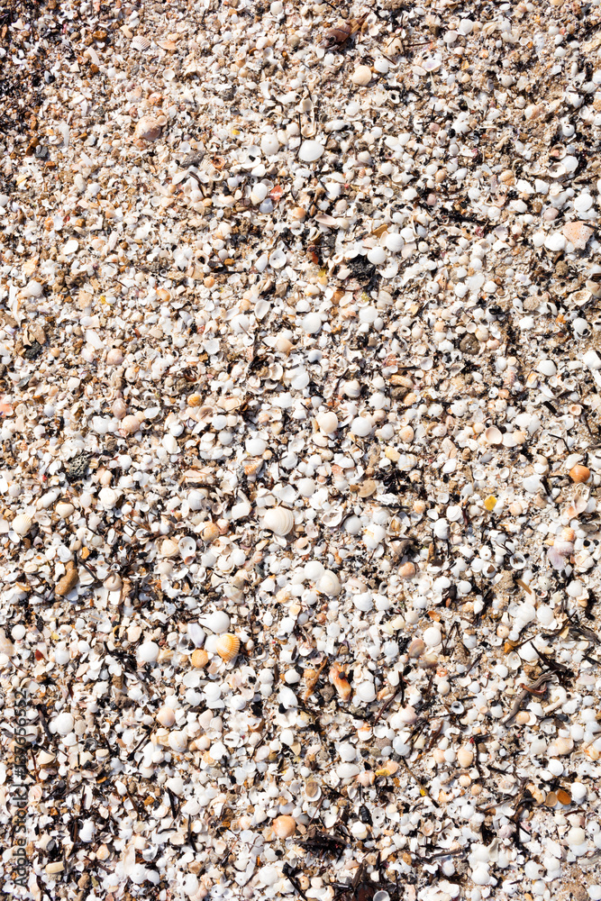 seashells texture seashells texture