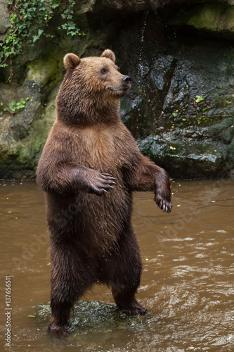 Obraz na płótnie Kamchatka brown bear (Ursus arctos beringianus) w salonie
