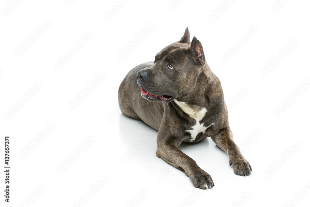 Beautiful amstaff dog Beautiful amstaff dog