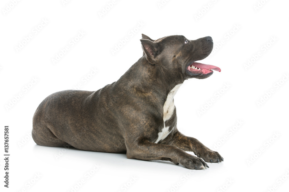 Beautiful amstaff dog Beautiful amstaff dog
