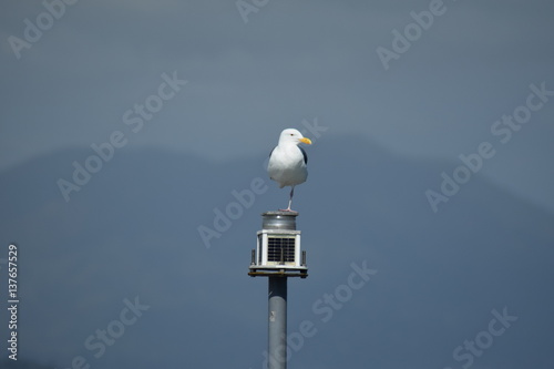 Möwe