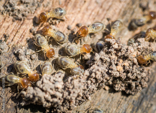 Termite © Apichart