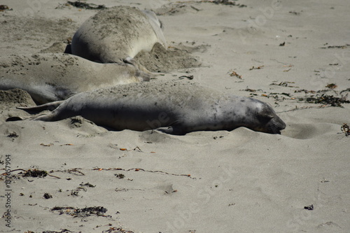 Seelöwe
