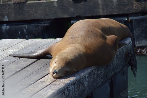 Seelöwe