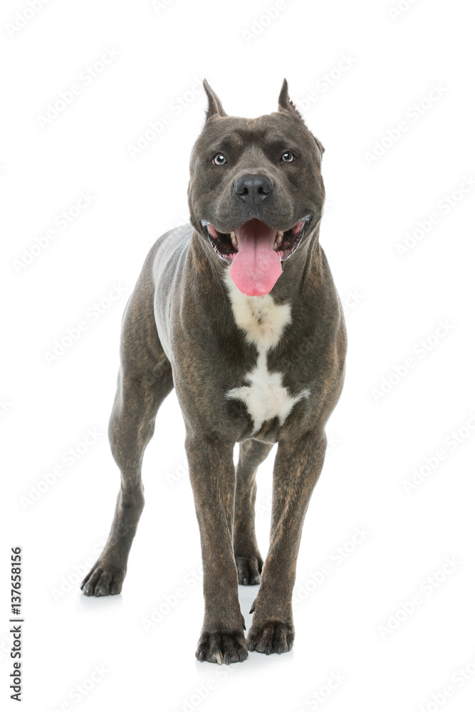 Beautiful amstaff dog