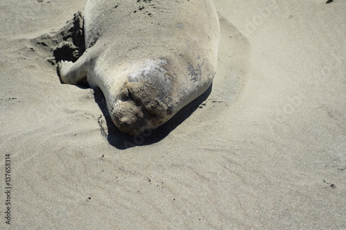 Seelöwe