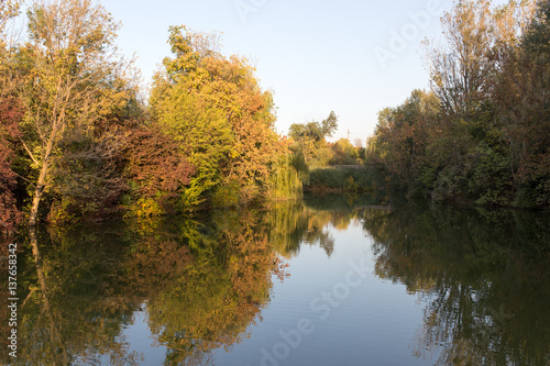 trees in nature with reflection in water