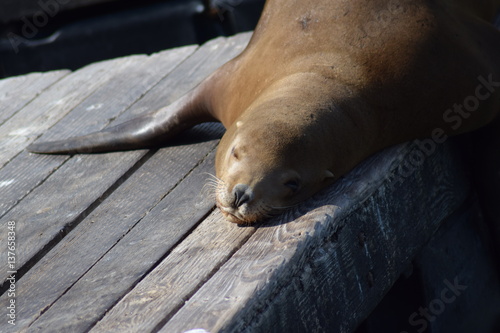 Seelöwe