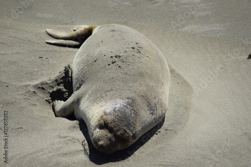Seelöwe