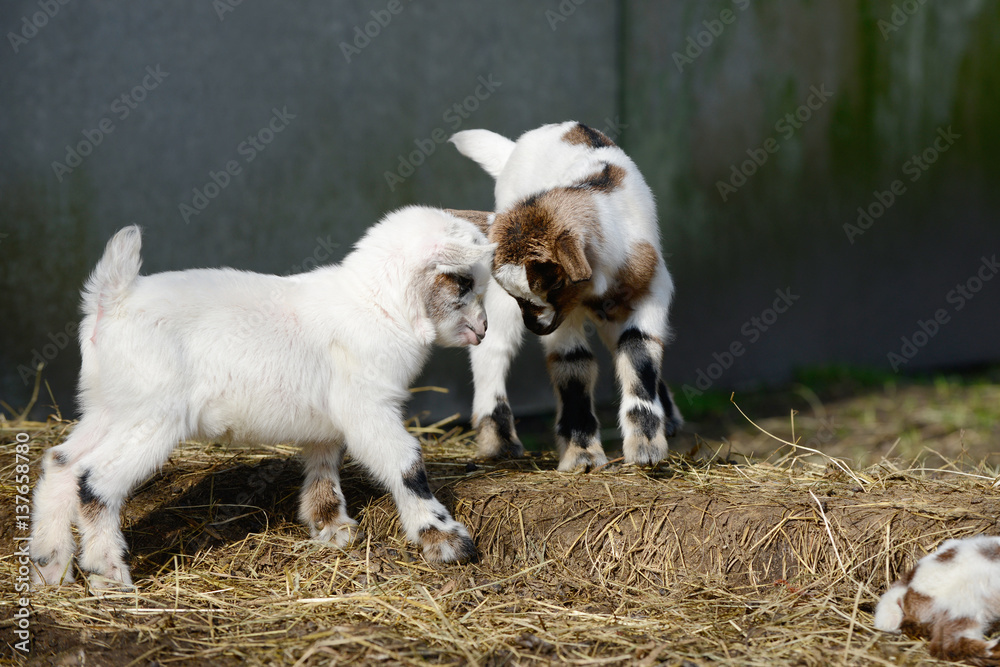 white goat kids standing on straw in front of shed