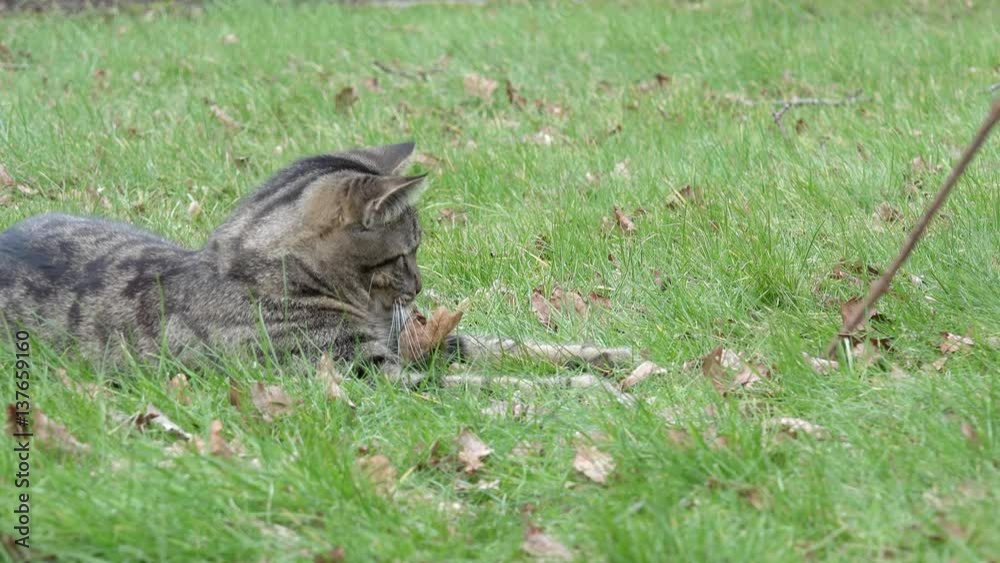 tabby cat playing with wooden stick on meadow tabby cat playing with wooden stick on meadow