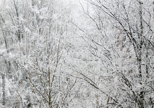 Wallpaper Mural lot of small branches of trees in the snow photo Torontodigital.ca