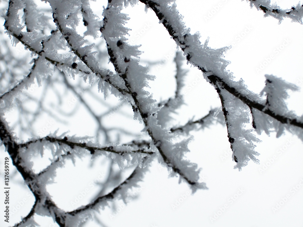 winter landscape small tree branches photo