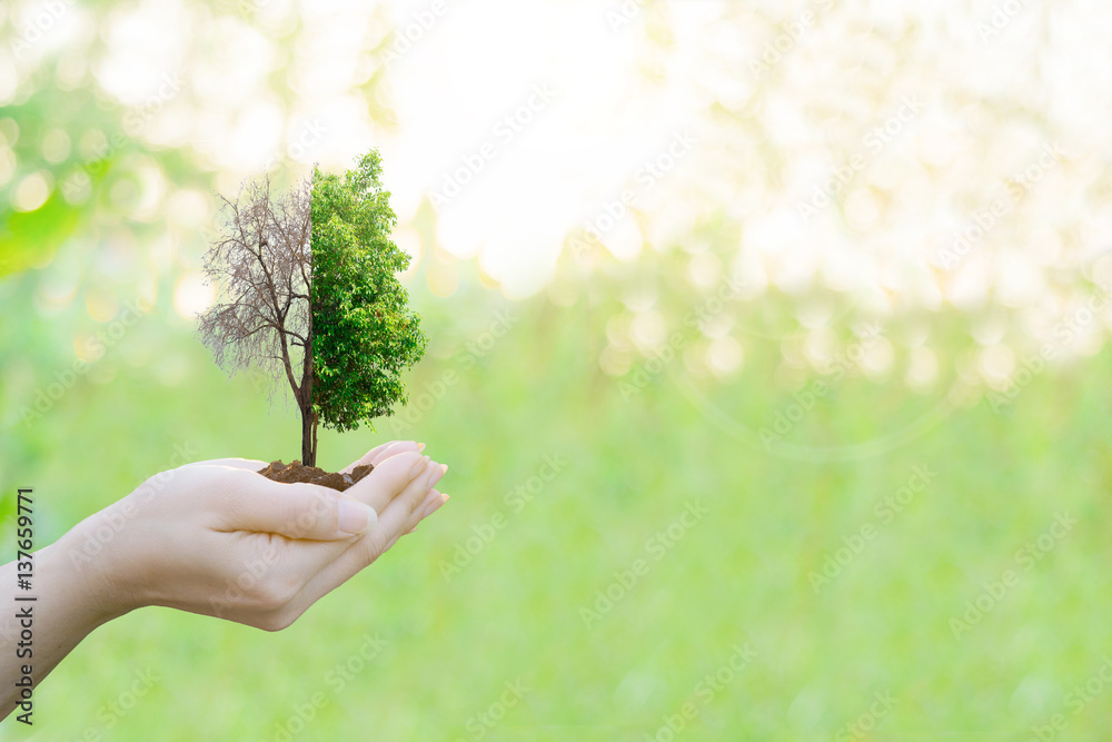 Ecology concept Human hands holding big plant with on blurred sunset background,World Environment Day Ecology concept Human hands holding big plant with on blurred sunset background,World Environment Day