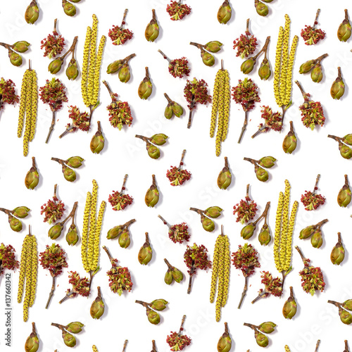 bloom buds of birch and maple