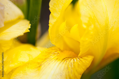 Fototapeta Naklejka Na Ścianę i Meble -  Yellow iris flower