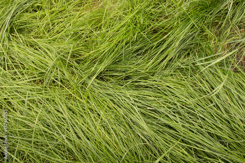 Grass