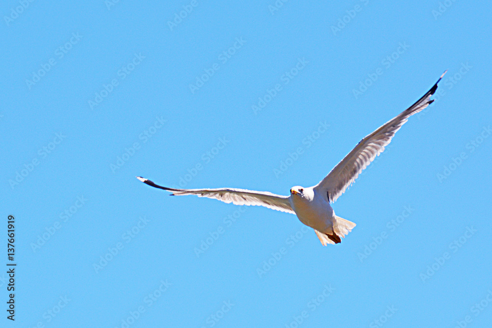 White seagull flying on blue sky