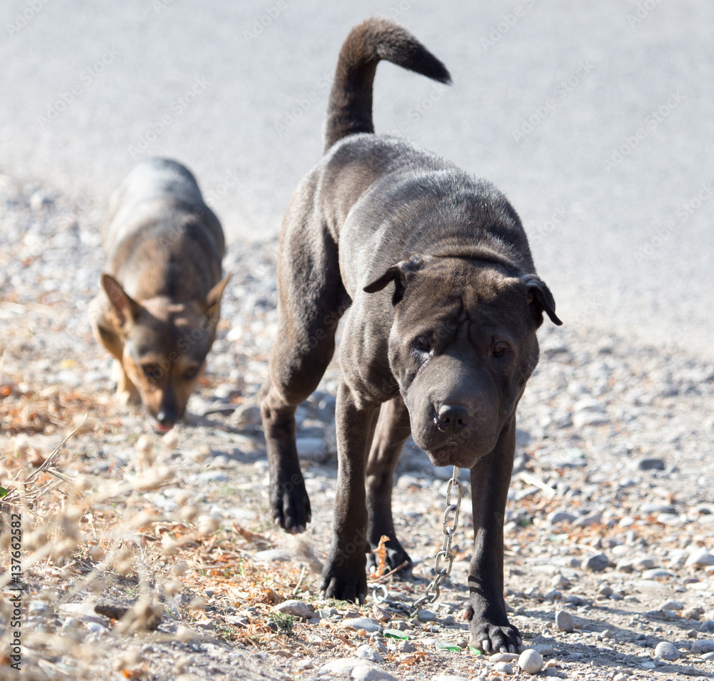 Two dogs walking in nature Two dogs walking in nature