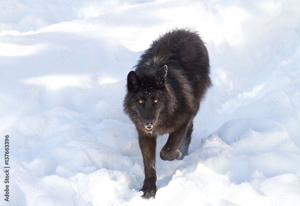 Naklejka premium Black wolf (Canis lupus) walking in the winter snow 