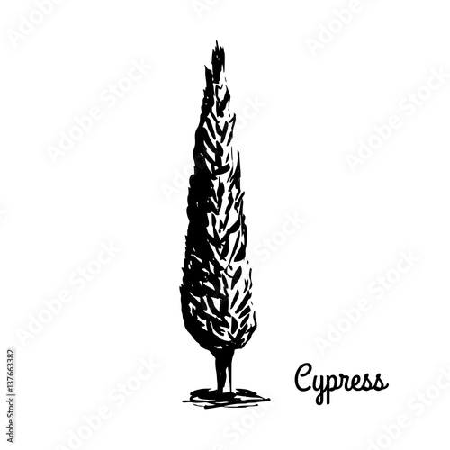 Vector sketch illustration. Black silhouette of Cypress isolated on white background. Mediterranean flora. Coniferous tree.