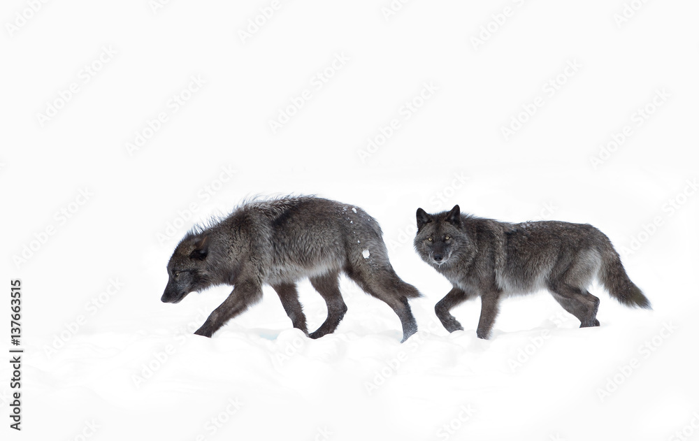 Fototapeta premium Two Black wolves isolated on a white background walking in the winter snow in Canada