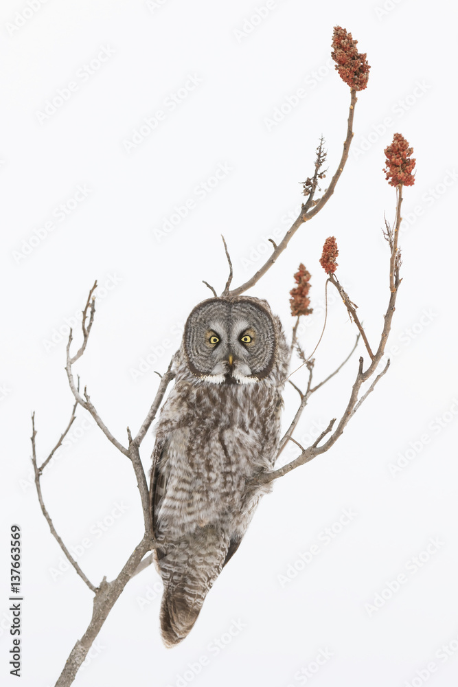 Fototapeta premium Great grey owl perched atop a sumac tree in winter (Strix nebulosa) in Canada