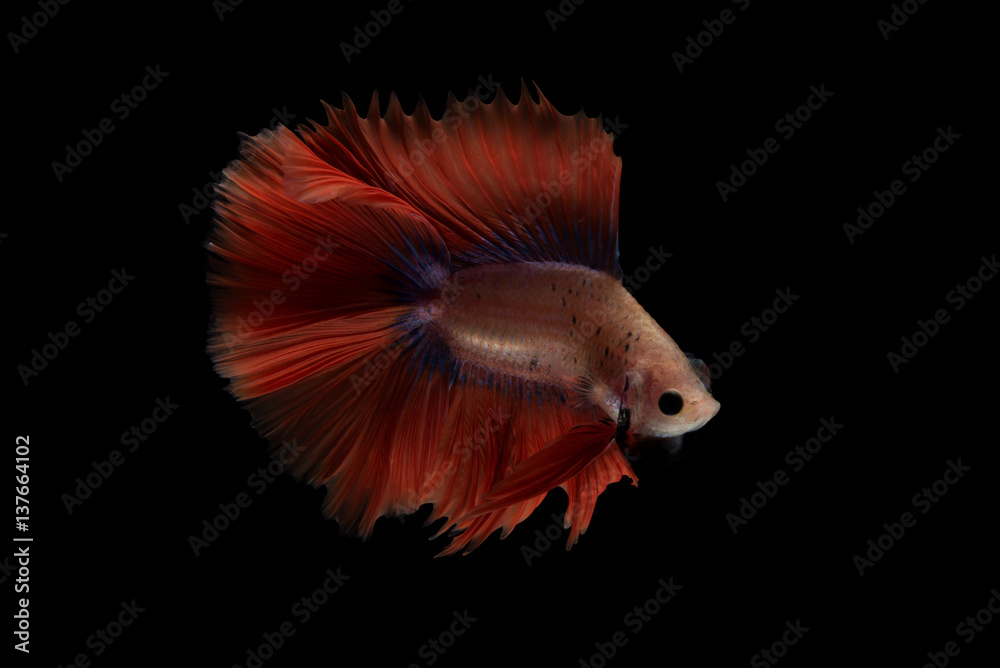 Fototapeta premium Red Betta Fish